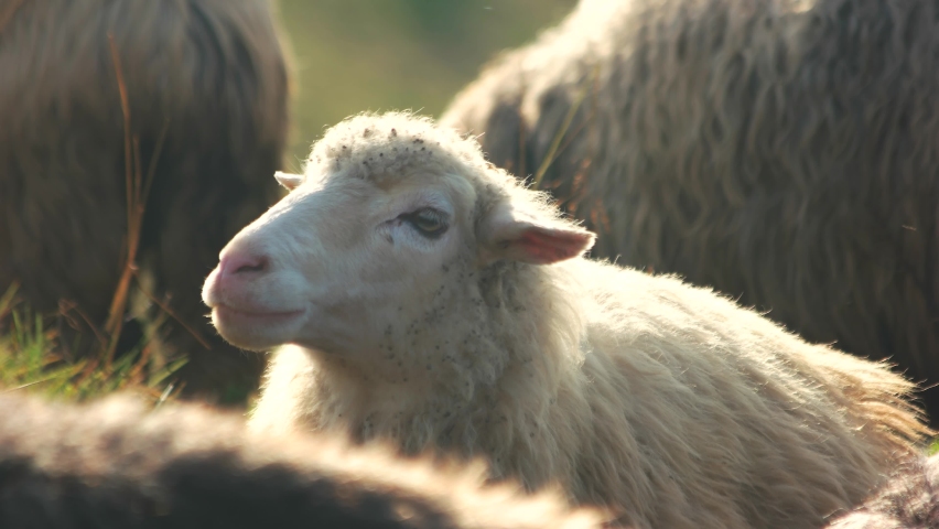 Farm sheeps outdoors close up. Group of farm sheeps on a sunny day. Breeding sheeps for wool. Royalty-Free Stock Footage #1065848218
