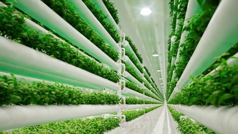 Hydroponic in the vast greenhouse.Aquaculture. Herb plantation with watering system. Efficient and innovative agriculture cultivation. Hundreds of plants are growing on the farm. Food production.4K HD