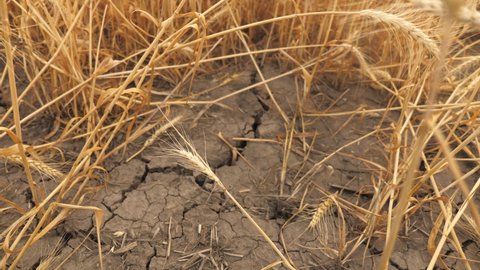 Drought, wheat harvest is dying. Fields without water. Earth burst from heat. Drying out cracked soil. Climate change, environmental disaster and cracks in ground, degradation of agricultural land.