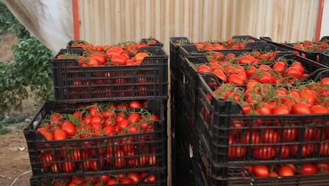 Stack of plastic boxes with freshly picked ripe red tomatoes in vegetable store of farm greenhouse. Harvest time. High quality FullHD footage