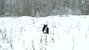 Black domestic dog running in the winter forest. Nature in winter.