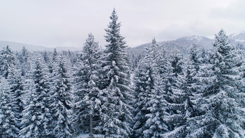 Snowy firs in mountainous forest,
Tilt up drone view of dense coniferous forest with tall spruce trees covered with snow in cloudy winter day in mountainous valley Royalty-Free Stock Footage #1065863338