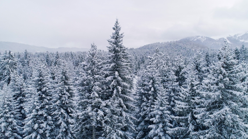 Snowy firs in mountainous forest,
Tilt up drone view of dense coniferous forest with tall spruce trees covered with snow in cloudy winter day in mountainous valley Royalty-Free Stock Footage #1065863338