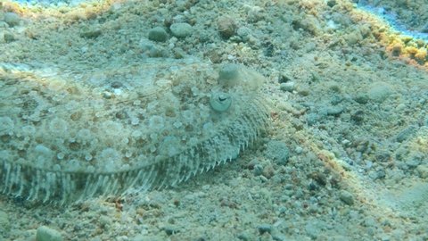 Closeup of the Flounder fish slowly swims on sandy bottom in sunlight. Follow shot, High-angle shot. Leopard flounder or Panther flounder (Bothus pantherinus)