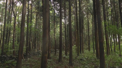 Bijarim Forest, Jeju Island, South Korea