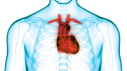 血液循環系の人間の心臓 3dイラスト のイラスト素材 Shutterstock