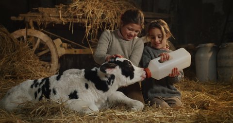 Cinematic shot of two happy little girls sisters feeding from bottle with dummy ecologically grown newborn calf used for biological milk products industry in cowshed stable of countryside dairy farm.