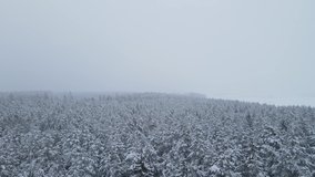 Winter forest snow Belarus pine trees landscape drone shooting 4K video
