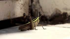 4K Video : Grasshoppers are plant-eaters, with a few species at times becoming serious pests of cereals, vegetables and pasture, and destroy crops over wide areas.    