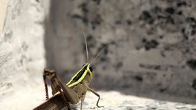 4K Video : Grasshopper climbing on wall. Grasshoppers are plant-eaters, with a few species at times becoming serious pests of cereals, vegetables and pasture. 