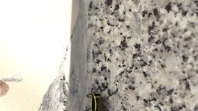 4K Video : Grasshopper climbing on wall. Grasshoppers are plant-eaters, with a few species at times becoming serious pests of cereals, vegetables and pasture. 