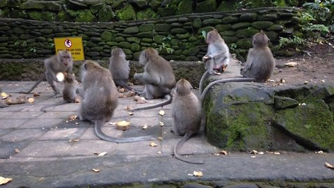Macaques eat, macaques swear at food. Macaque in Bali. Little monkeys