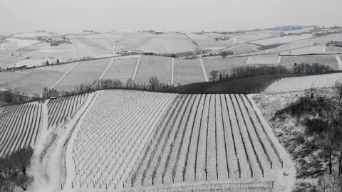 vineyards on hills covered with snow in Piedmont, Northern Italy. aerial view flight