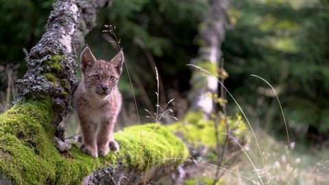 Lynx cub on a fallen tree trunk full of moss. Looking around and then walk away.