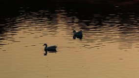 Ducks swimming in lake water during sunset time. 