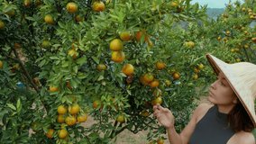 girl wearing a vietnamese hat in an orange garden plucking an orange from a tree. cinematic shot bmpcc 6k