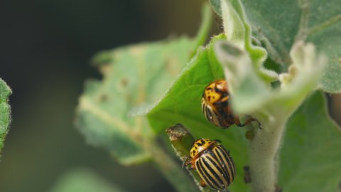Two Colorado Striped Beetles - Leptinotarsa Decemlineata. Beetles eats potato leaves leaf. This Beetle Is A Serious Pest Of Potatoes. 4K