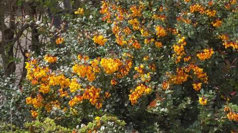 beautiful orange desert flowers blow wind Stock Footage Video (100%