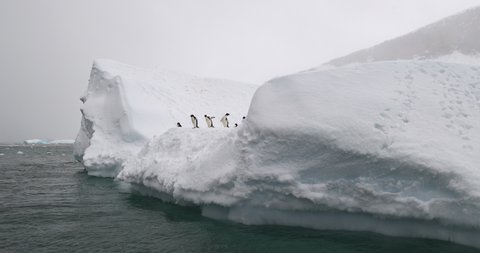 Adelie Penguins on iceberg . Brown Bluff, Antarctica