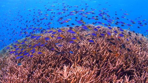 Countless colorful tropical reef fish swimming above pristine hard coral reef in Papua New Guinea