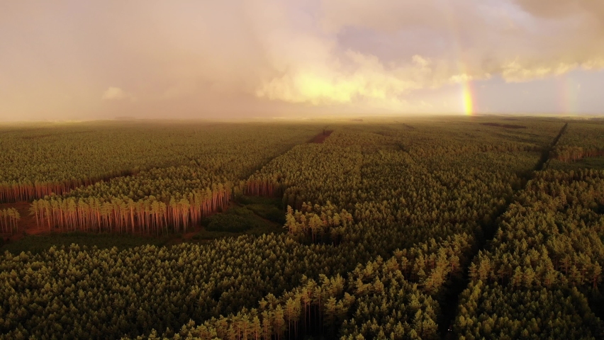 Aerial view. Rainbow over green forest area, evening sunset light. Tuchola national park in Poland. Summer woods landscape in Europe.