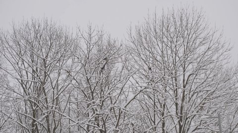 Black birds and crows sit on snow-covered branches of trees, fly down, brush off snow, take off and sit on branches