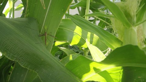 Macro shot of crane fly resting in the shade of a corn plant in garden