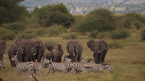 Big Family of African Elephants went in a group of running Zebras and push them away. Lovely to see the reaction from the small ones. Serengeti