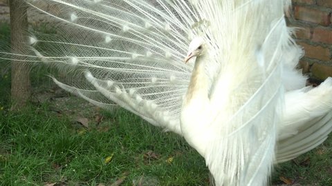 White peafowl pavo cristatus expand the tail like a fan.