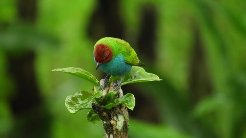 beautiful bird sits on a shock and watches water dripping from the leaves ,In Colombia