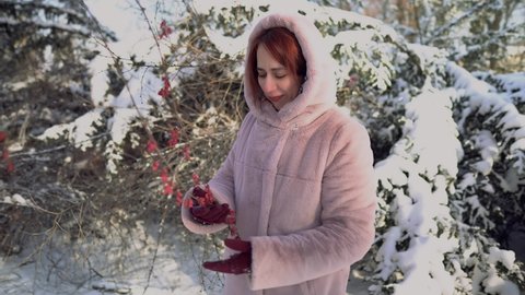 A girl in a winter pink fur coat examines the frozen red berries on a branch in a winter forest. Snow on the trees. There is a lot of snow in the forest. Gloves on the hands of the girl