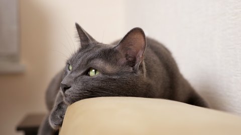 Close-up of a gray cat lying on the back of a sofa.