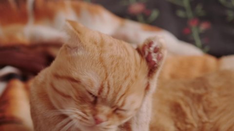 red cat washes his face and licks his paw, close-up