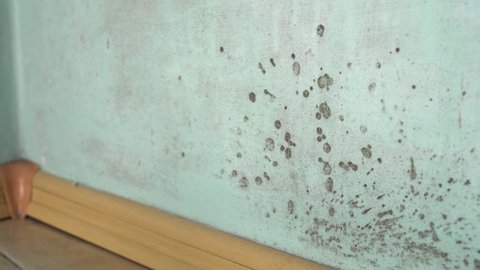 Black mold on walls. Mold in house. The growth of black toxic mold, humidity and dampness in the living room