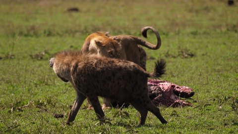 Pack of Hyenas try to attract a Lioness for taking the rest of a Wildebeest away. Was a very dangerous situation for the Lioness. Even never saw a big Pack of Hyenas like this one. Serengeti 4 K