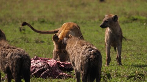 Pack of Hyenas try to attract a Lioness for taking the rest of a Wildebeest away. Was a very dangerous situation for the Lioness. Even never saw a big Pack of Hyenas like this one. Serengeti 4 K