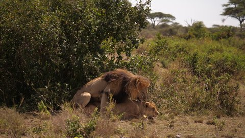 Honeymoon for this couple. Lioness and lion mating. Not funny for both, because in 8 Days they have to do it every 20 Minutes. Serengeti in 4 K
