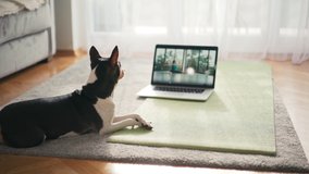 A cute Basenji dog is lying on a yoga mat in the living room and watching a video on a laptop. The instructor demonstrates the exercises.