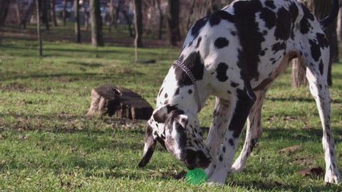 Close up of one amazing great dane purebred dog resting and playing.