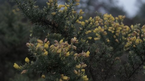 Yellow Gorse Flowers in rainy, windy storm on the Ashdown Forest, East Sussex. Shot in 4k 25fps on Nikon D850.