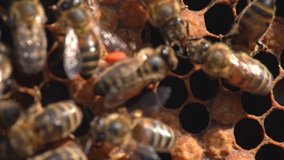Macro slow motion video of working bees on a honeycomb. Beekeeping and honey production.