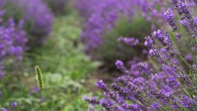 Lavender in a field, video