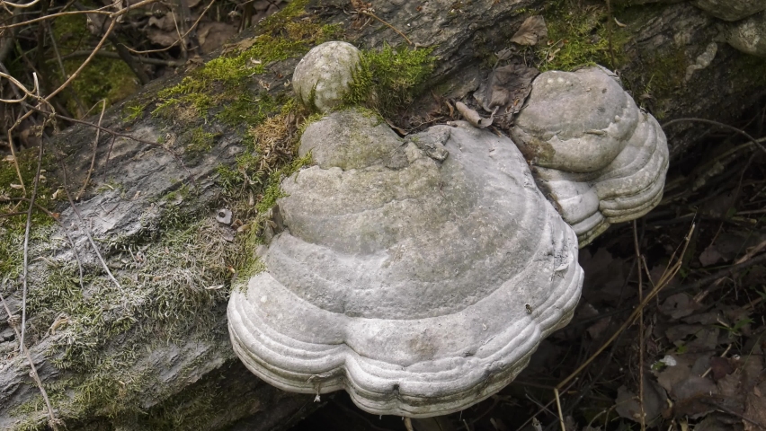 A tinder fungus on the trunk of a fallen tree.