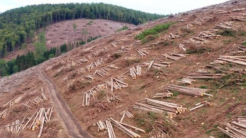 a cut down forest from above that was infested by the bark beetle