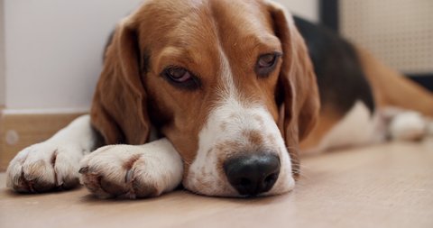 Cat And A Dog Are Video De Stock 100 Libre De Droit Shutterstock Cat And A Dog Are Video De Stock 100 Libre De Droit Shutterstock