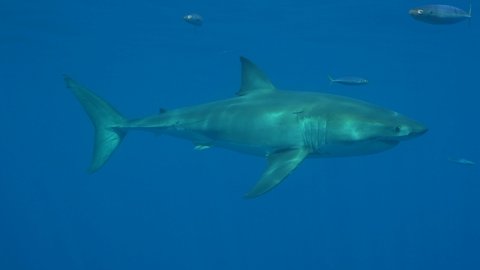 Great White Sharks in clear blue water 