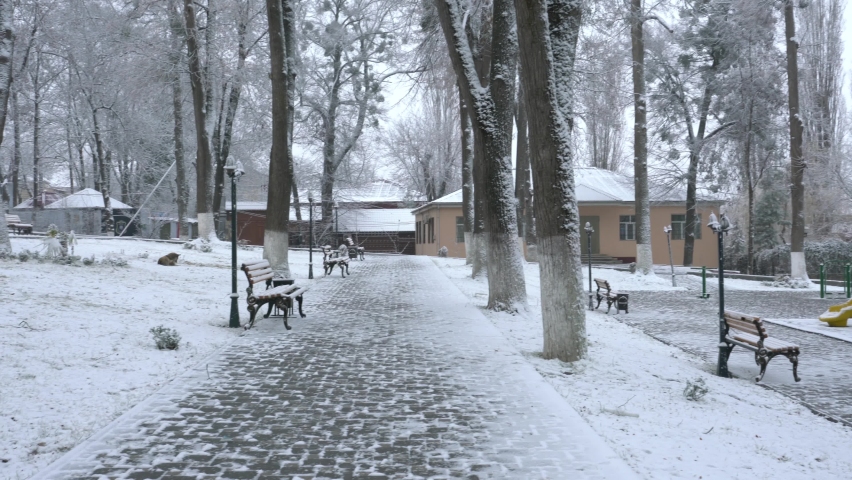 trees in the park, benches and snow