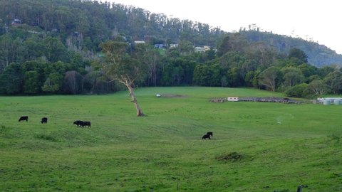 A pan shot of cattle in a green field near the otways on the great ocean road.