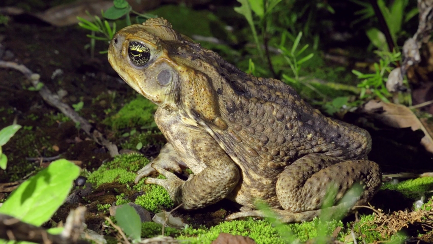 Cane Toad Sitting in the Wild, Rhinella Marina, Extreme Close Up Royalty-Free Stock Footage #1065973576