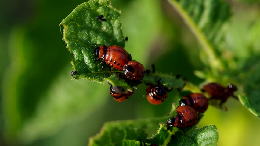 Colorado Potato Beetle Larva Stock Footage Video 100 Royalty Free Shutterstock